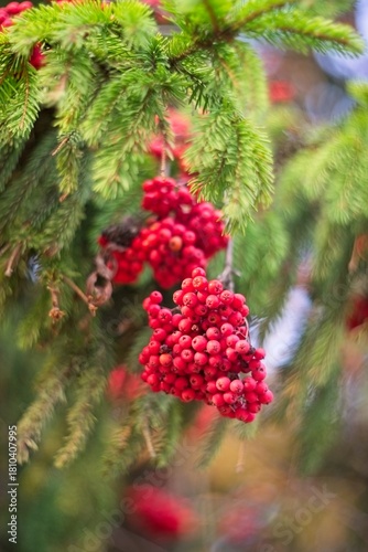 Close-up of a vivid red rowan berry cluster among green spruce branches, captured with soft bokeh and natural autumn colors.
