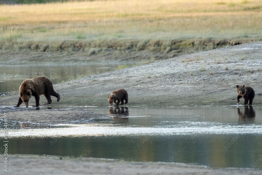 Fototapeta premium Mom and two cubs crossing the water