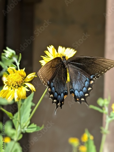butterfly on flower