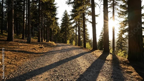 Unpaved Road Among Majestic Evergreen Trees in the Forest with Sunlight - 4K