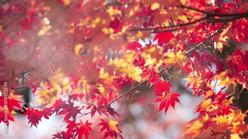 陽光に輝く紅葉したもみじ