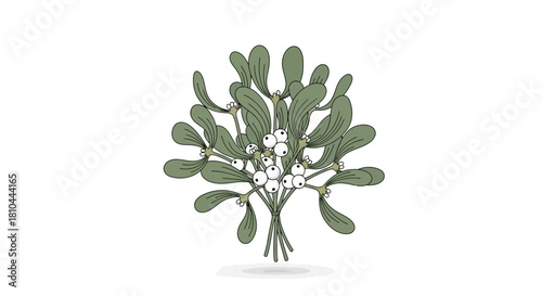 Isolated mistletoe illustration with green leaves and white berries on a white background drawing style