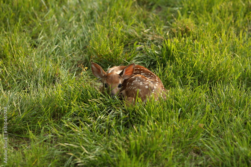 Obraz premium A baby deer