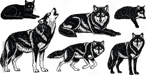 Wild wolf vector illustration set, vintage engraving style black and white animals, howling and walking collection isolated on white background.
