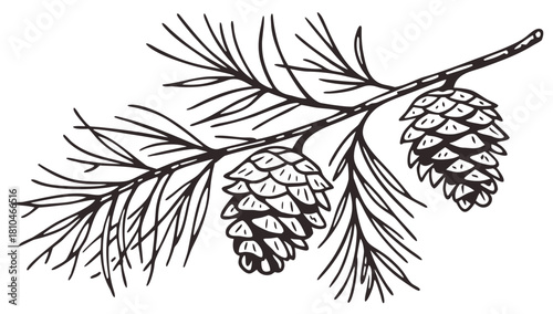 Hand-drawn pine branch with cones line art vector,  Hand-drawn line art illustration of a pine branch with bunches of needles and two pinecones