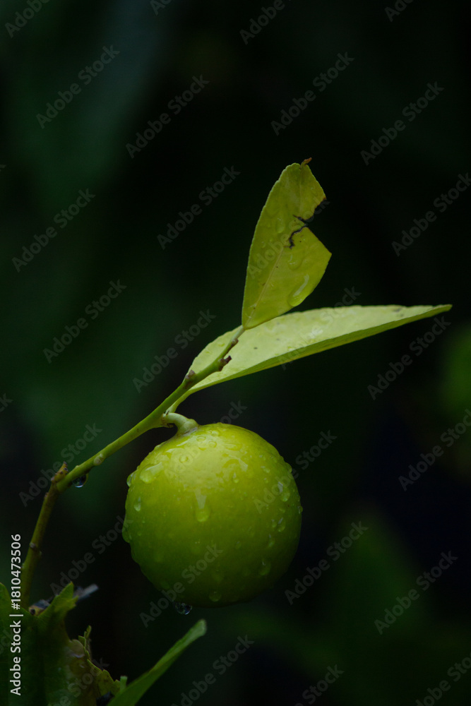 Obraz premium Lime With Raindrops