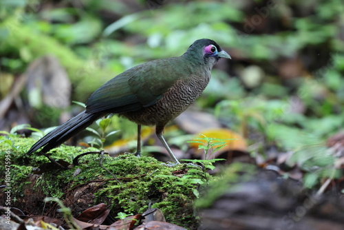 Fotografie Sumatran ground cuckoo (Carpococcyx viridis) is a large, terrestrial species of cuckoo endemic to the forests of Sumatra in Indonesia