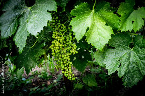 A bunch of grapes are hanging from a vine