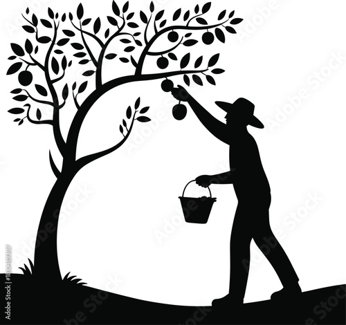 Silhouette of farmer picking fruits from tree, agriculture harvest vector, rural life, organic farming, countryside work concept, nature illustration, traditional agriculture design