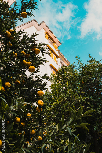 Low-angle shot of a white building with yellow shutters, framed by orange or lemon trees heavily laden with ripe fruit.
