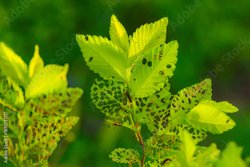 The botanical garden has green vegetation with various leaves, flowers, and wild fruits. Showcasing the beauty of nature
