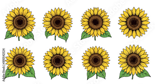 Sunflowers collection with transparent background