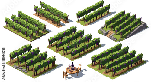 Vineyard rows with tables and chairs