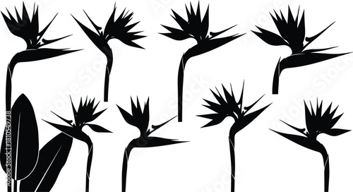 Black silhouette set of bird of paradise flowers, tropical strelitzia floral collection, isolated vector illustration, nature design elements for summer garden art.