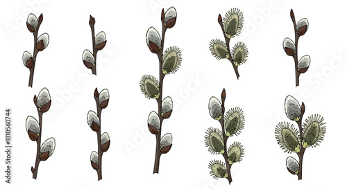 Willow branches with buds and catkins with transparent background