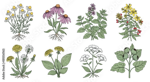 Botanical study of wildflowers and herbs