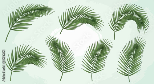 Palm leaves collection with transparent background