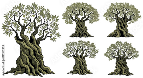Olive tree set with detailed trunks and foliage