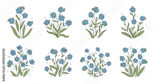 Forget-me-not flowers collection with transparent background