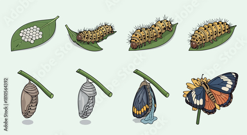 Butterfly life cycle stages on leaves