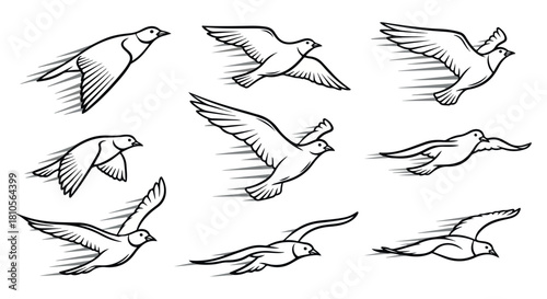 Flying birds in motion, black and white outline