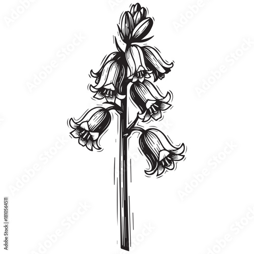 Black and white bellflower illustration with linocut style