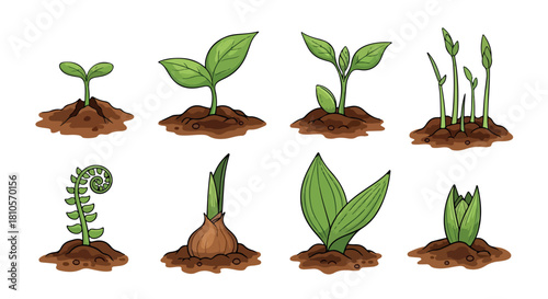 Plant growth stages in soil with roots