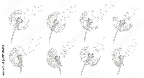 Dandelion seeds blowing with transparent background