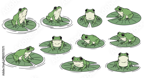 Green frogs on lily pads in pond