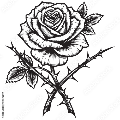 Black and white rose with crossed thorny stems flower
