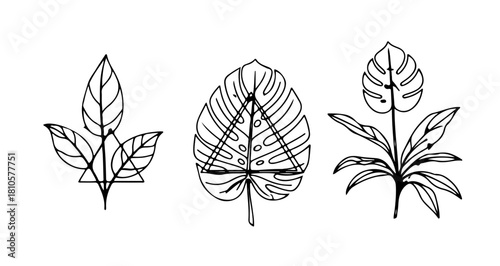 Minimal Botanical Line Art of Tropical Leaves and Geometry