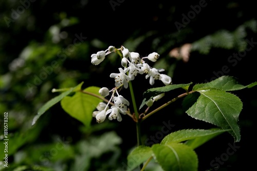 Bumalda Bladdernut, Staphylea bumalda DC, 고추나무