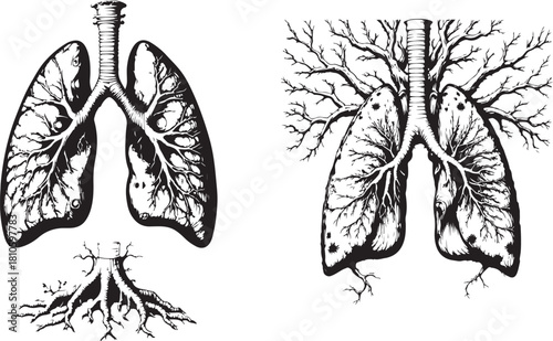 Anatomical lung illustration isolated on white background showcasing respiratory system