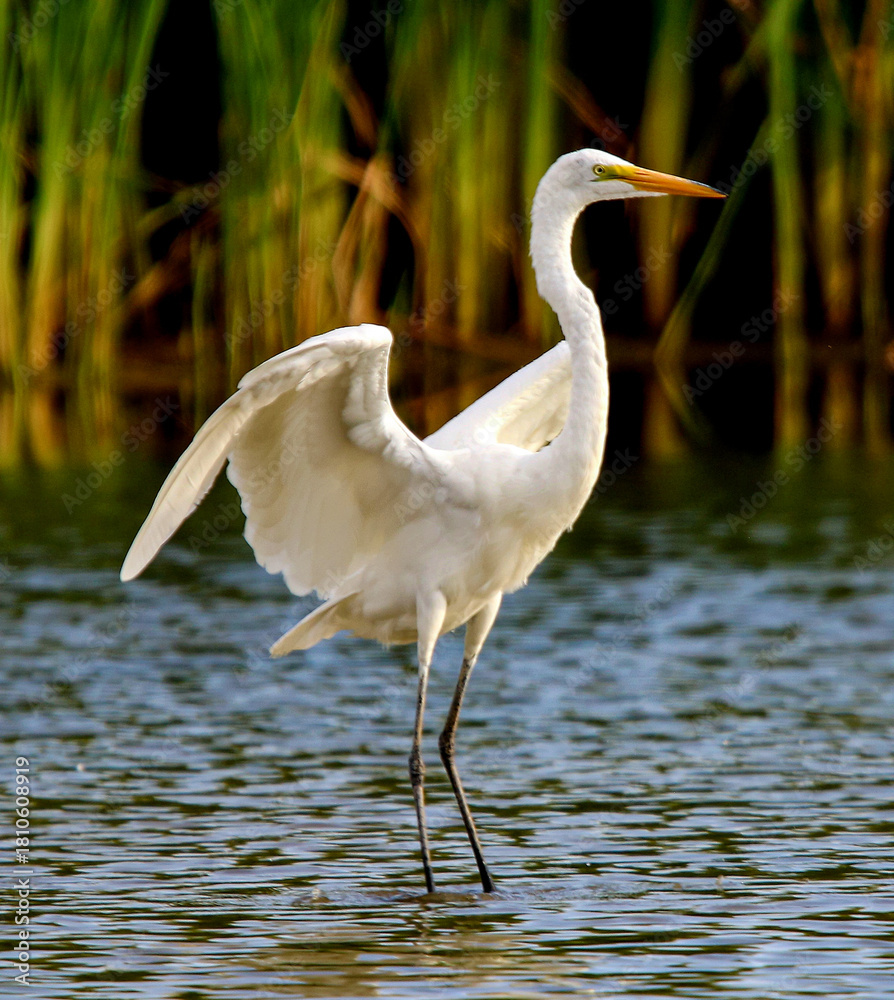 Fototapeta premium Great Egret