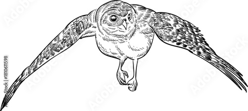 Vintage hand drawn sketch of  spread wings Burrowing owl bird