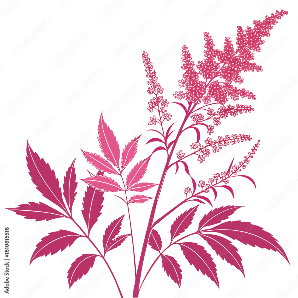 Fototapeta premium astilbe pink with leaves