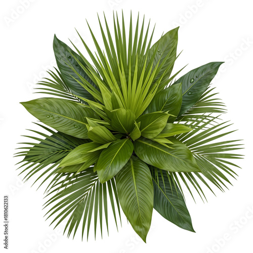 Green areca house plant top view