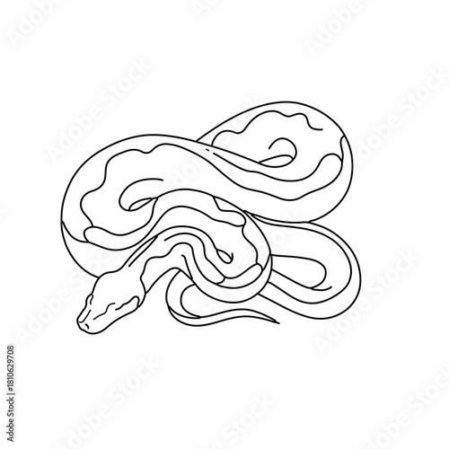 Boa snake reptile vector illustration, minimal tropical animal design black line art wildlife drawing style