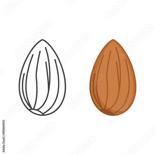 Almond outline and color vector illustration isolated on
