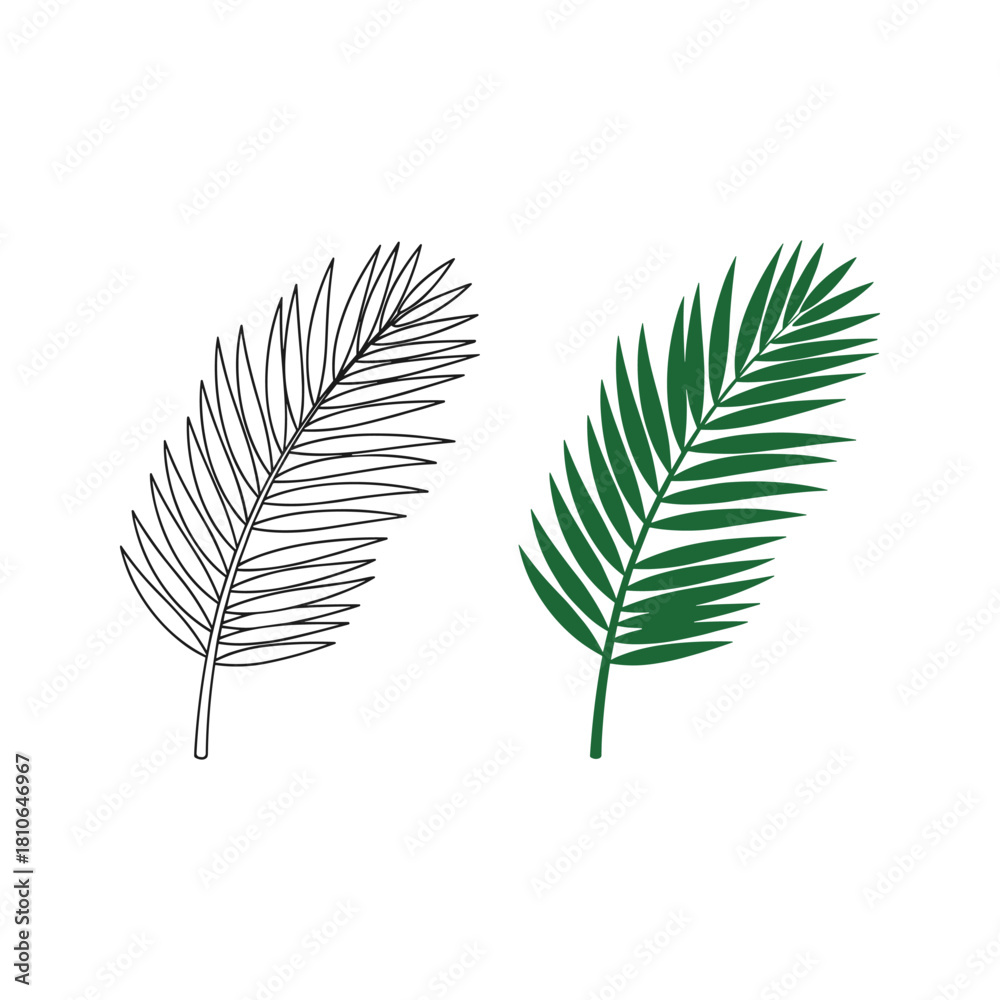 Fototapeta premium Palm leaf illustration with color and line art isolated on