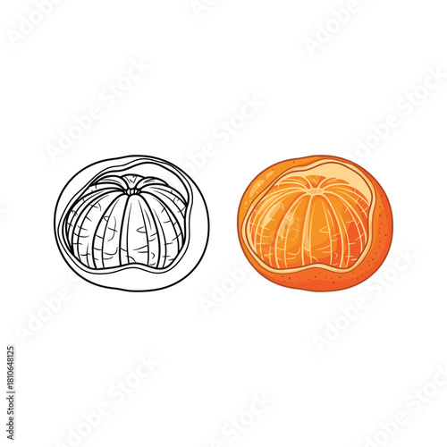 Mandarin orange vector illustration, line art and color version isolated on