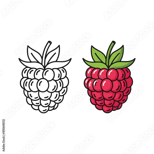 Raspberry outline and colored vector illustration isolated on