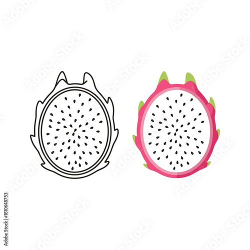 Illustration of dragon fruit with outline and color isolated on