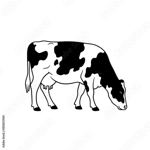 Illustration of a black and white cow grazing, isolated on the cow is facing right and has black spots on its body