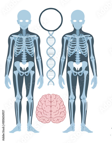 futuristic healthcare app design featuring Mridna x-ray and 3d brain.
