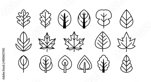 Collection of Various Leaf Outlines for Botanical Illustrations.