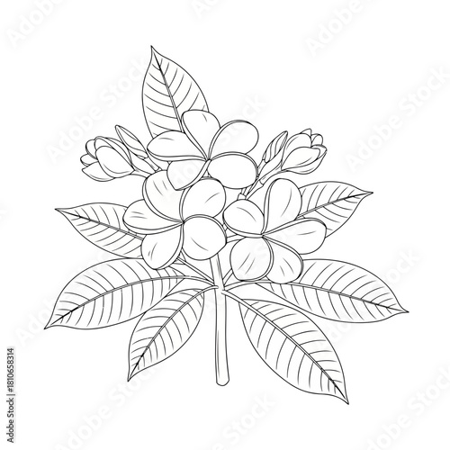 Elegant line drawing of frangipani flowers and leaves, capturing the delicate beauty of tropical flora, isolated on