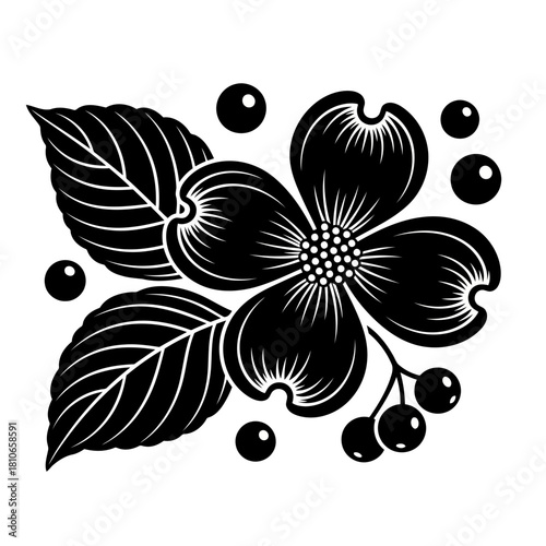 Elegant dogwood flower with leaves and berries isolated on, creating a visually appealing and timeless botanical illustration