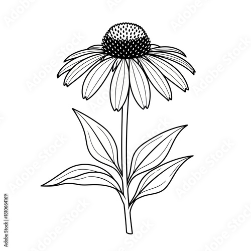 black and white flower