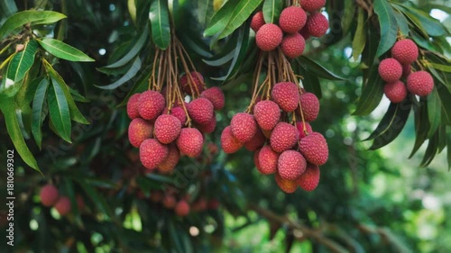 Lychee cluster slow cinematic zoom-out on the branch. Tropical fruit, organic farming, fresh harvest, and vibrant, unique food.